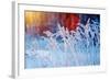 Winter Scene .Frozenned Flower .Pine Forest and Sunset-Fanfo-Framed Photographic Print