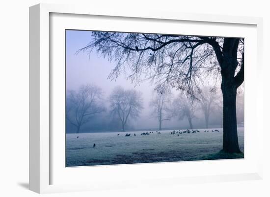 Winter Scene with a Flock of Birds Feeding on the Ground-Sharon Wish-Framed Photographic Print