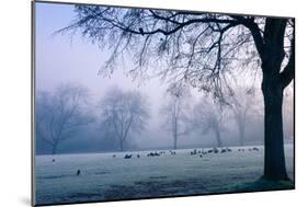Winter Scene with a Flock of Birds Feeding on the Ground-Sharon Wish-Mounted Photographic Print