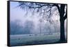 Winter Scene with a Flock of Birds Feeding on the Ground-Sharon Wish-Framed Stretched Canvas