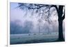 Winter Scene with a Flock of Birds Feeding on the Ground-Sharon Wish-Framed Photographic Print