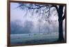 Winter Scene with a Flock of Birds Feeding on the Ground-Sharon Wish-Framed Photographic Print