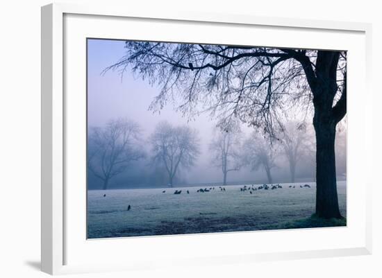 Winter Scene with a Flock of Birds Feeding on the Ground-Sharon Wish-Framed Photographic Print