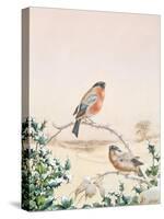 Winter Scene with Chaffinch and Holly-Henry Fuseli-Stretched Canvas