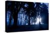 Winter Scene with Low Sunlight Shining Through Trees-Sharon Wish-Stretched Canvas