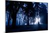 Winter Scene with Low Sunlight Shining Through Trees-Sharon Wish-Mounted Photographic Print