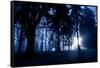 Winter Scene with Low Sunlight Shining Through Trees-Sharon Wish-Framed Stretched Canvas