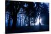 Winter Scene with Low Sunlight Shining Through Trees-Sharon Wish-Stretched Canvas