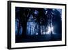 Winter Scene with Low Sunlight Shining Through Trees-Sharon Wish-Framed Photographic Print