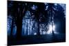 Winter Scene with Low Sunlight Shining Through Trees-Sharon Wish-Mounted Photographic Print