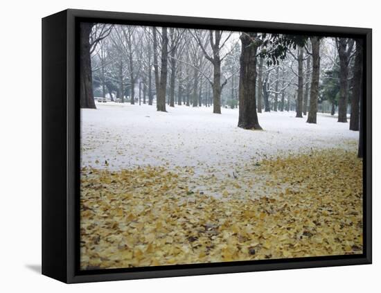 Winter Scene, Yoyogi Koen (Park), Tokyo, Japan-Christian Kober-Framed Stretched Canvas