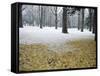 Winter Scene, Yoyogi Koen (Park), Tokyo, Japan-Christian Kober-Framed Stretched Canvas