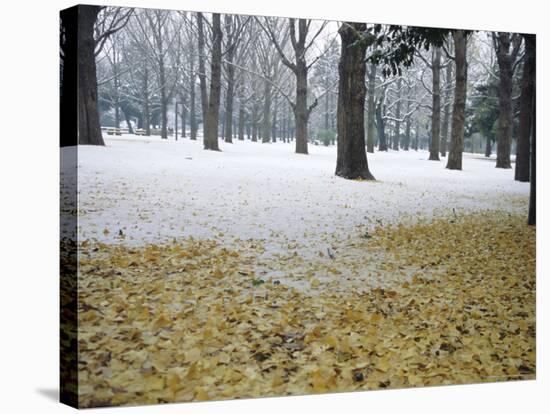 Winter Scene, Yoyogi Koen (Park), Tokyo, Japan-Christian Kober-Stretched Canvas