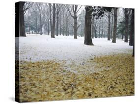 Winter Scene, Yoyogi Koen (Park), Tokyo, Japan-Christian Kober-Stretched Canvas