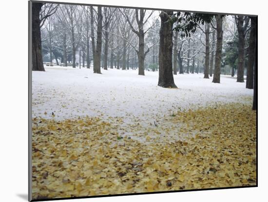 Winter Scene, Yoyogi Koen (Park), Tokyo, Japan-Christian Kober-Mounted Photographic Print