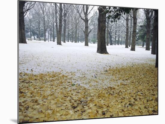 Winter Scene, Yoyogi Koen (Park), Tokyo, Japan-Christian Kober-Mounted Photographic Print