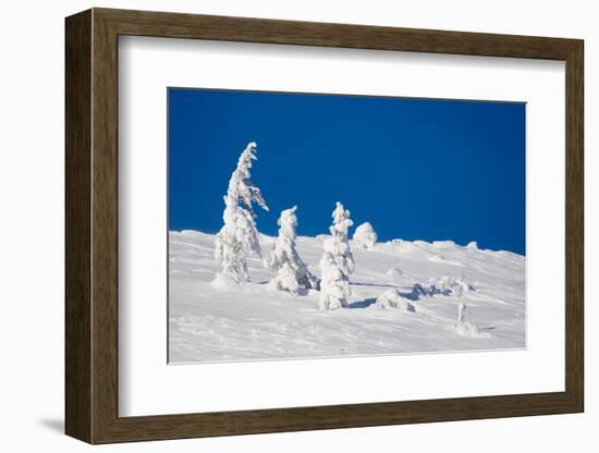 Winter Scene-indigo-Framed Photographic Print