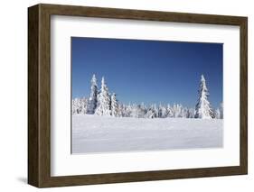 Winter scenery at the Kandel, Black Forest, Baden-Wurttemberg, Germany-Markus Lange-Framed Photographic Print