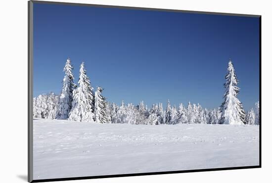 Winter scenery at the Kandel, Black Forest, Baden-Wurttemberg, Germany-Markus Lange-Mounted Photographic Print