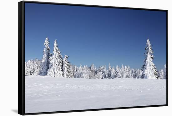 Winter scenery at the Kandel, Black Forest, Baden-Wurttemberg, Germany-Markus Lange-Framed Stretched Canvas