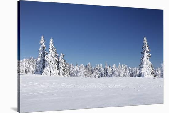 Winter scenery at the Kandel, Black Forest, Baden-Wurttemberg, Germany-Markus Lange-Stretched Canvas