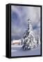 Winter scenery on the Kandel with church, Black Forest, Baden-Wurttemberg, Germany-Markus Lange-Framed Stretched Canvas