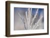 Winter Scenery with Plants in the Hoarfrost-Wolfgang Filser-Framed Photographic Print