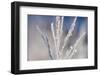 Winter Scenery with Plants in the Hoarfrost-Wolfgang Filser-Framed Photographic Print