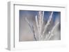 Winter Scenery with Plants in the Hoarfrost-Wolfgang Filser-Framed Photographic Print