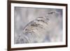 Winter Scenery with Plants in the Hoarfrost-Wolfgang Filser-Framed Photographic Print