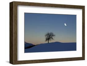 Winter Scenery with Tree (M)-Ludwig Mallaun-Framed Photographic Print