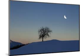 Winter Scenery with Tree (M)-Ludwig Mallaun-Mounted Photographic Print