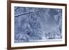 Winter Scenery-duallogic-Framed Photographic Print