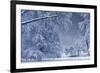 Winter Scenery-duallogic-Framed Photographic Print