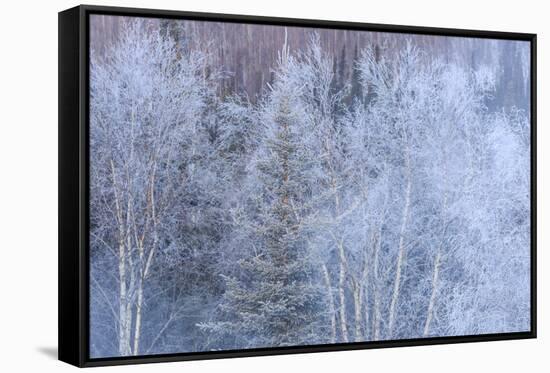 Winter scenic near Fairbanks, Alaska-Stuart Westmorland-Framed Stretched Canvas