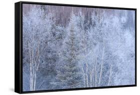 Winter scenic near Fairbanks, Alaska-Stuart Westmorland-Framed Stretched Canvas