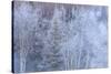 Winter scenic near Fairbanks, Alaska-Stuart Westmorland-Stretched Canvas