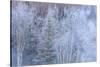 Winter scenic near Fairbanks, Alaska-Stuart Westmorland-Stretched Canvas