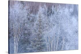 Winter scenic near Fairbanks, Alaska-Stuart Westmorland-Stretched Canvas