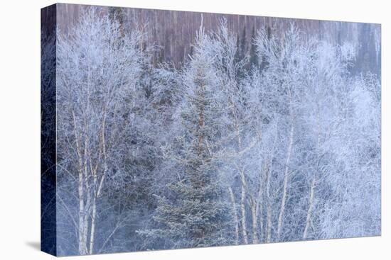 Winter scenic near Fairbanks, Alaska-Stuart Westmorland-Stretched Canvas