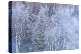 Winter scenic near Fairbanks, Alaska-Stuart Westmorland-Stretched Canvas