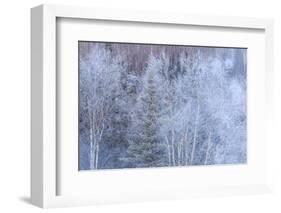 Winter scenic near Fairbanks, Alaska-Stuart Westmorland-Framed Photographic Print