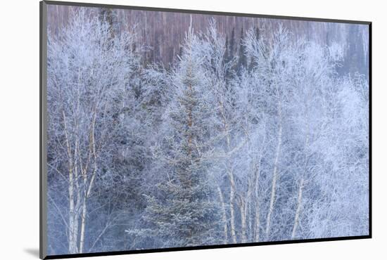 Winter scenic near Fairbanks, Alaska-Stuart Westmorland-Mounted Photographic Print