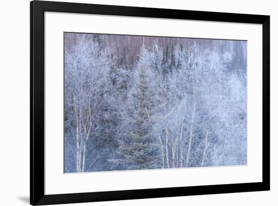 Winter scenic near Fairbanks, Alaska-Stuart Westmorland-Framed Premium Photographic Print