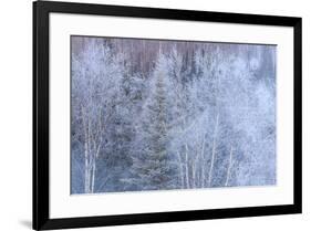 Winter scenic near Fairbanks, Alaska-Stuart Westmorland-Framed Premium Photographic Print