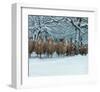 Winter Sheeps-null-Framed Art Print