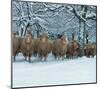 Winter Sheeps-null-Mounted Art Print