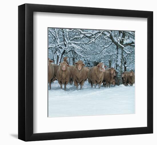 Winter Sheeps-null-Framed Art Print