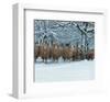 Winter Sheeps-null-Framed Art Print