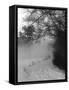 Winter Snow and Fog-null-Framed Stretched Canvas